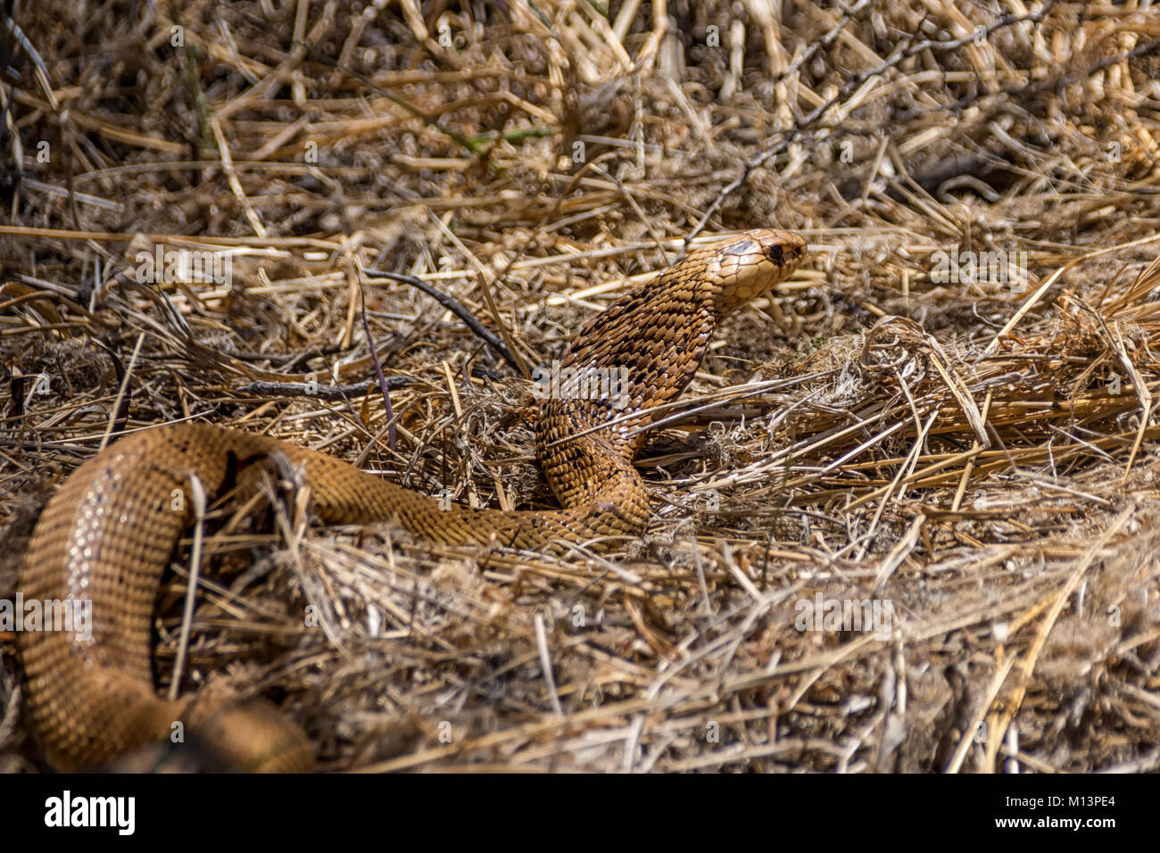 A Cape Cobra in grass in Southern African savanna Stock Photo