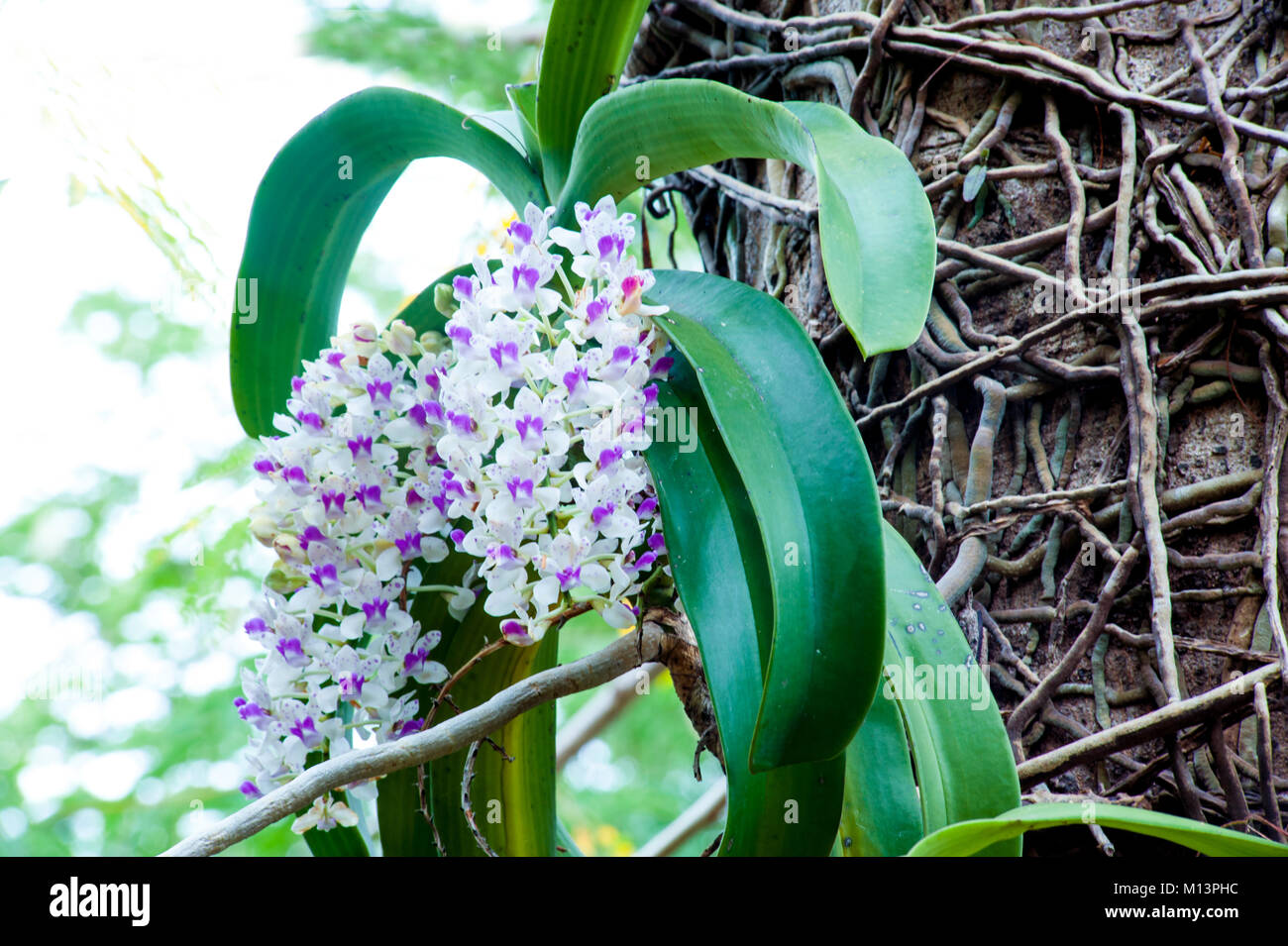 Beautiful white and pink orchids flower on tree. Stock Photo