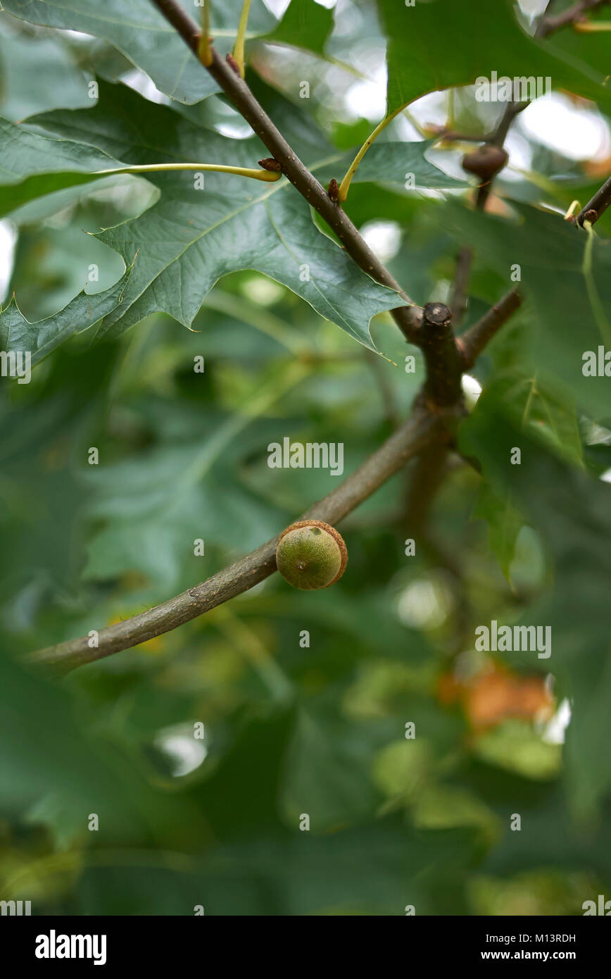 Swamp oak quercus palustris hires stock photography and images Alamy