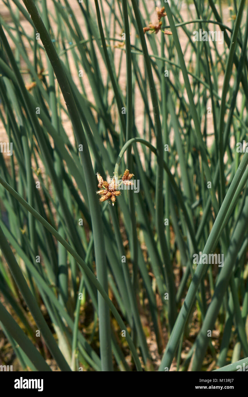 (scirpus acutus) hi-res stock photography and images - Alamy
