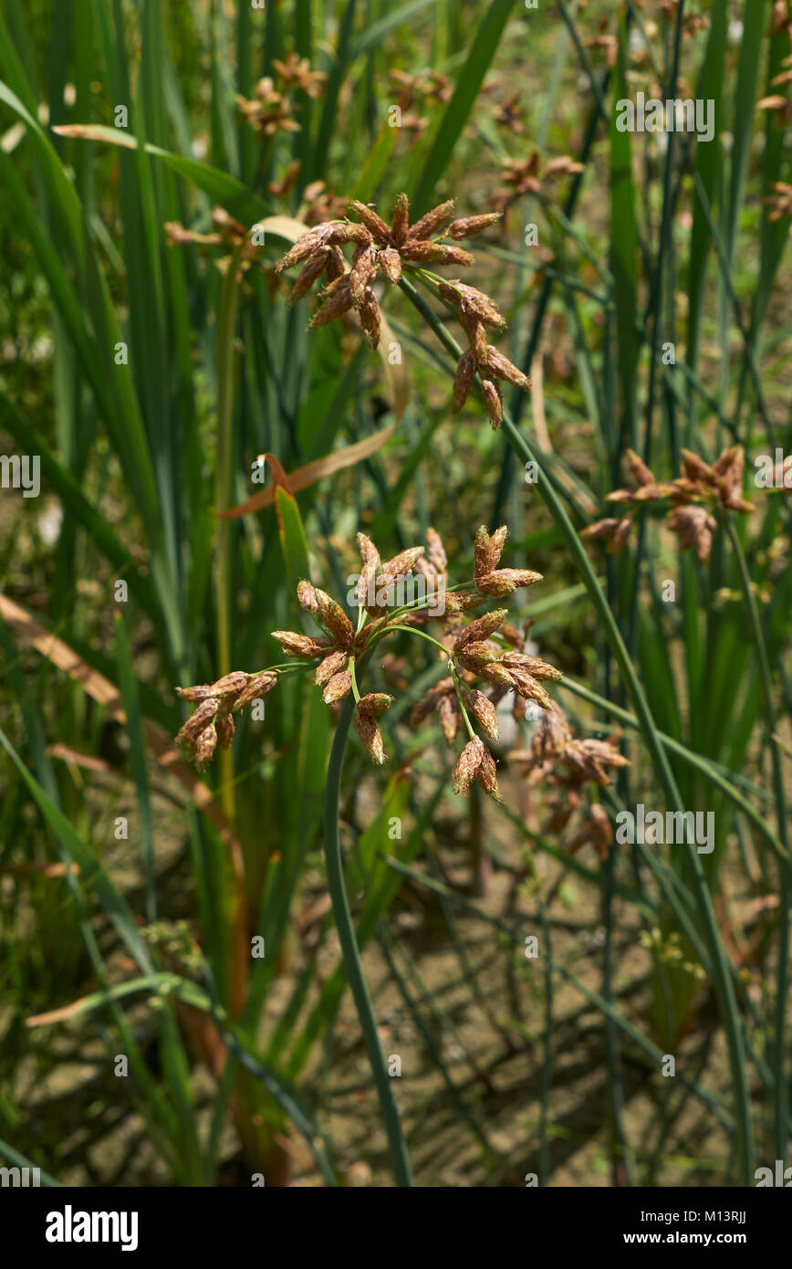 (scirpus acutus) hi-res stock photography and images - Alamy