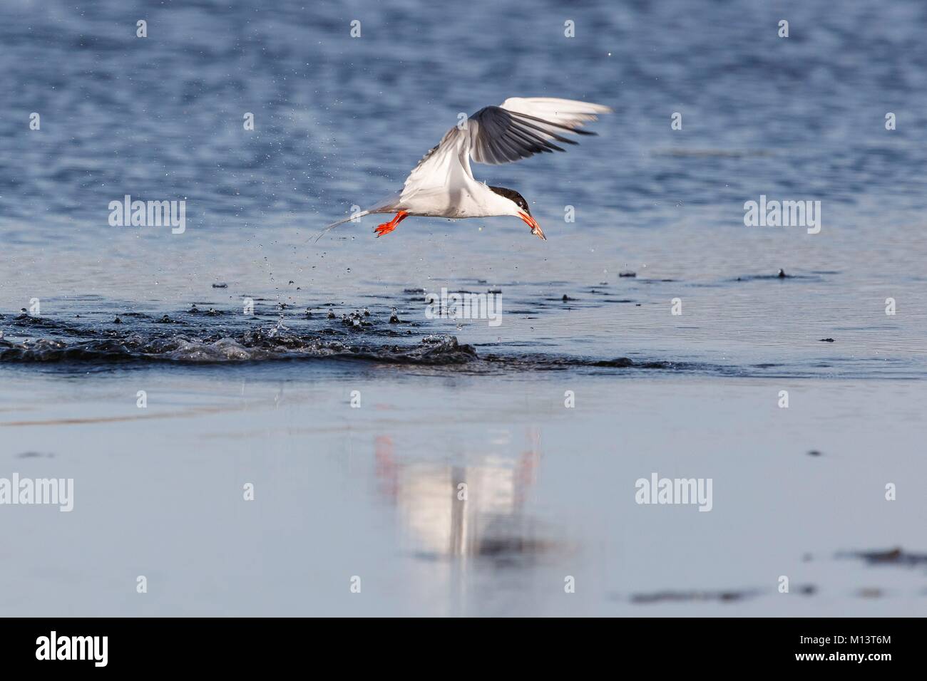 France, Vendee, Olonne sur Mer, Common Tern flying off the water with a fish Stock Photo