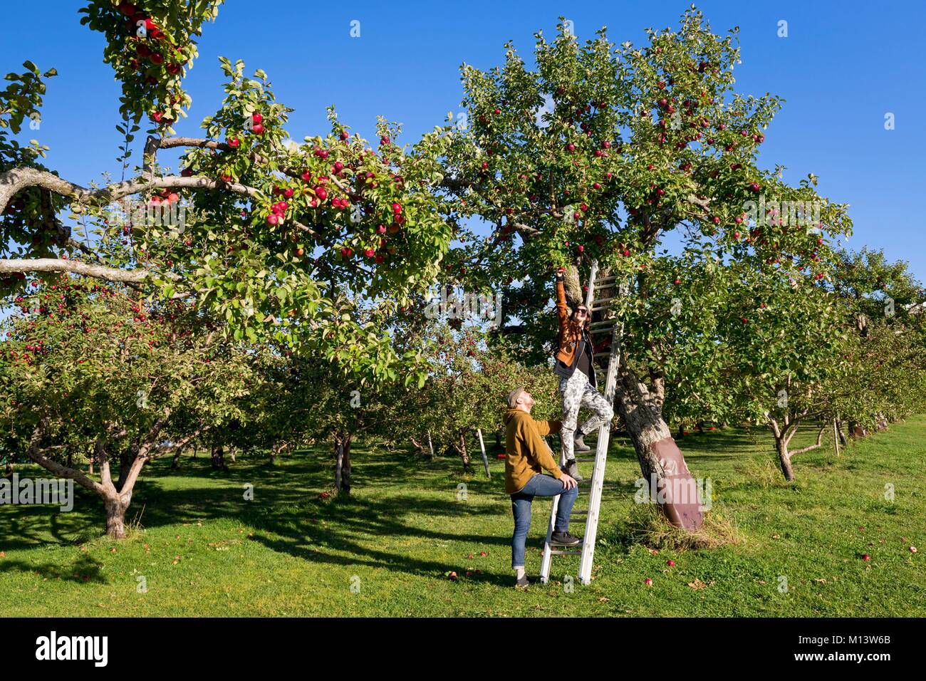 Canada, province of Quebec, the region of Quebec City, the island of Orleans, orchard, apple harvest Model release OK Stock Photo