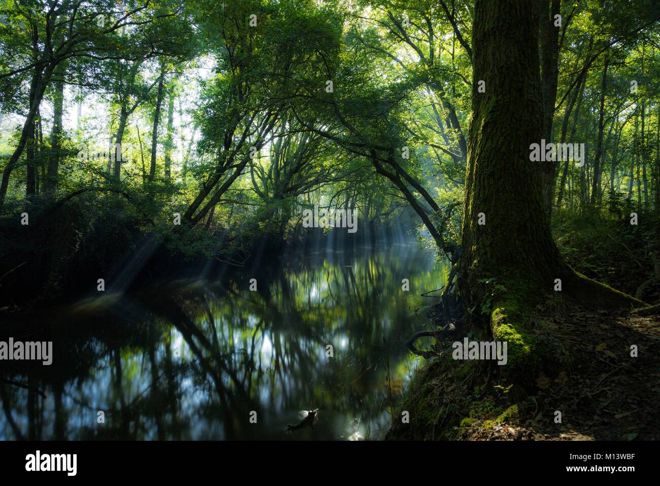 France, Gironde, Bassin d'Arcachon, Le Teich, Leyre river Stock Photo