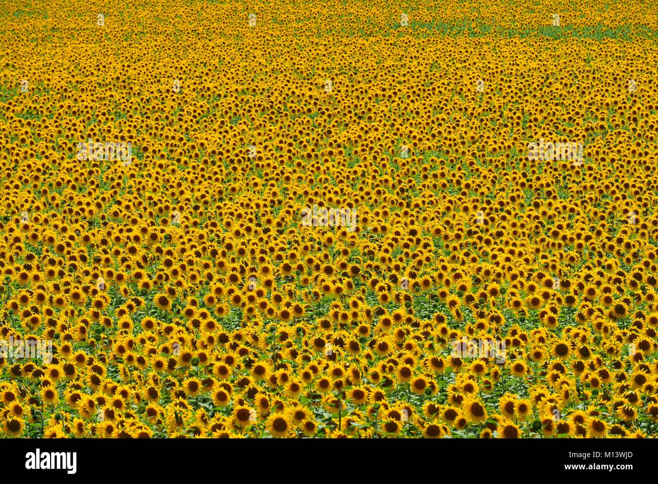 Spain, Andalusia, Jerez de la Frontera, sunflower fields Stock Photo