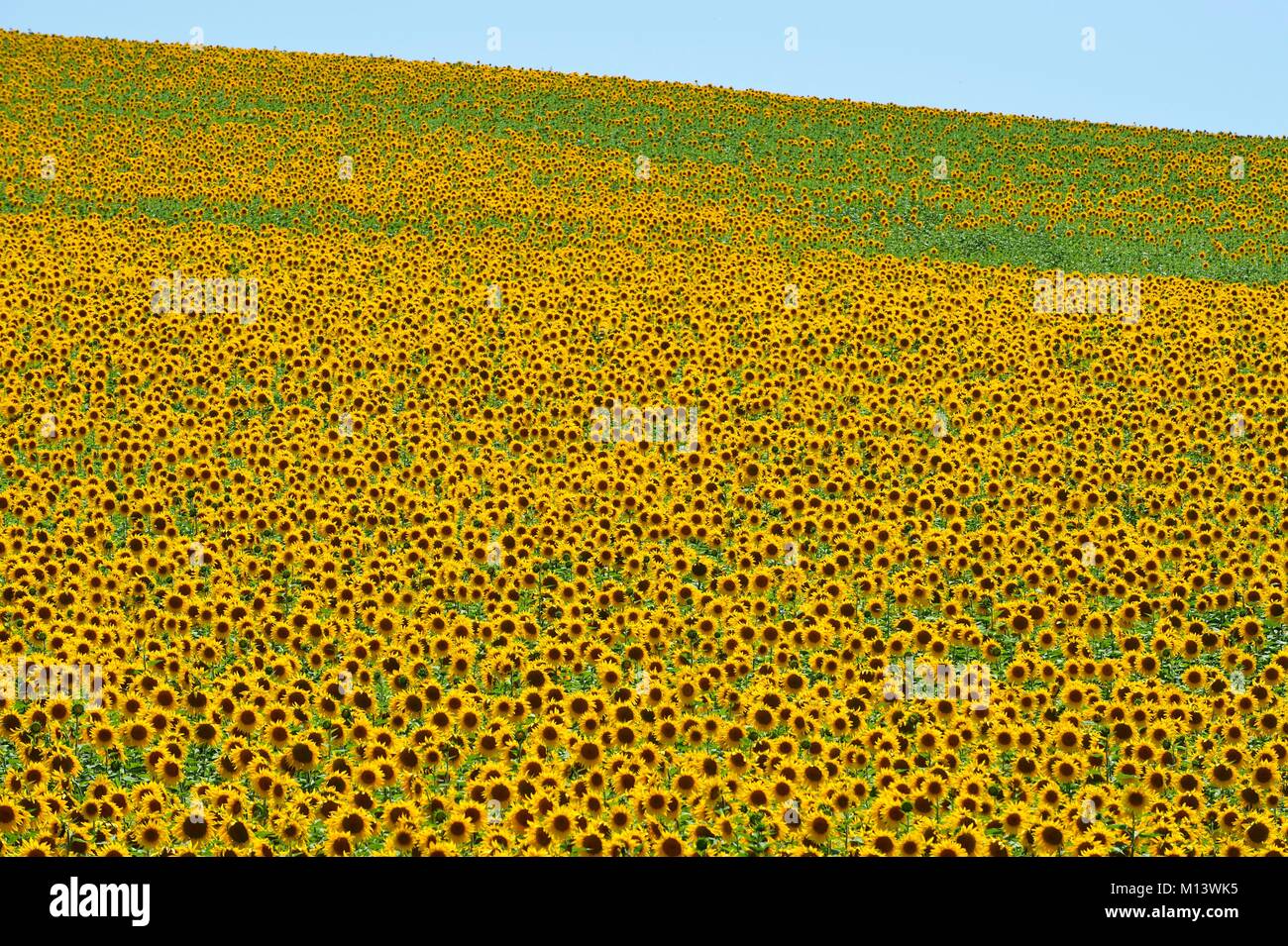Spain, Andalusia, Jerez de la Frontera, sunflower fields Stock Photo