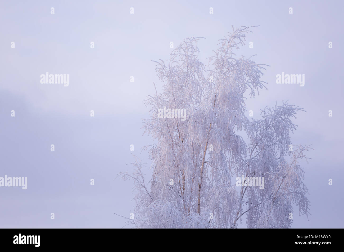 Birch tree top covered in snow Stock Photo