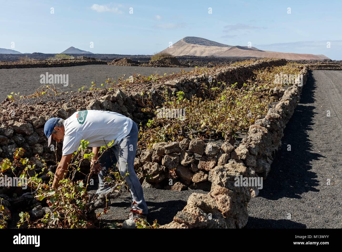 Spain, Canary Islands, Lanzarote Island, Timanfaya National park, winegrower pruning the vine before the Caldera Blanca Stock Photo