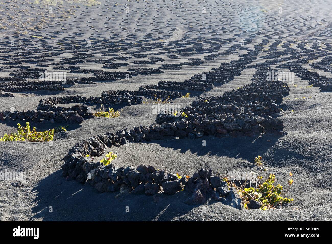 Spain, Canary Islands, Lanzarote Island, La Geria, vineyards protected by stone low walls in lapilli (volcanic sand) Stock Photo