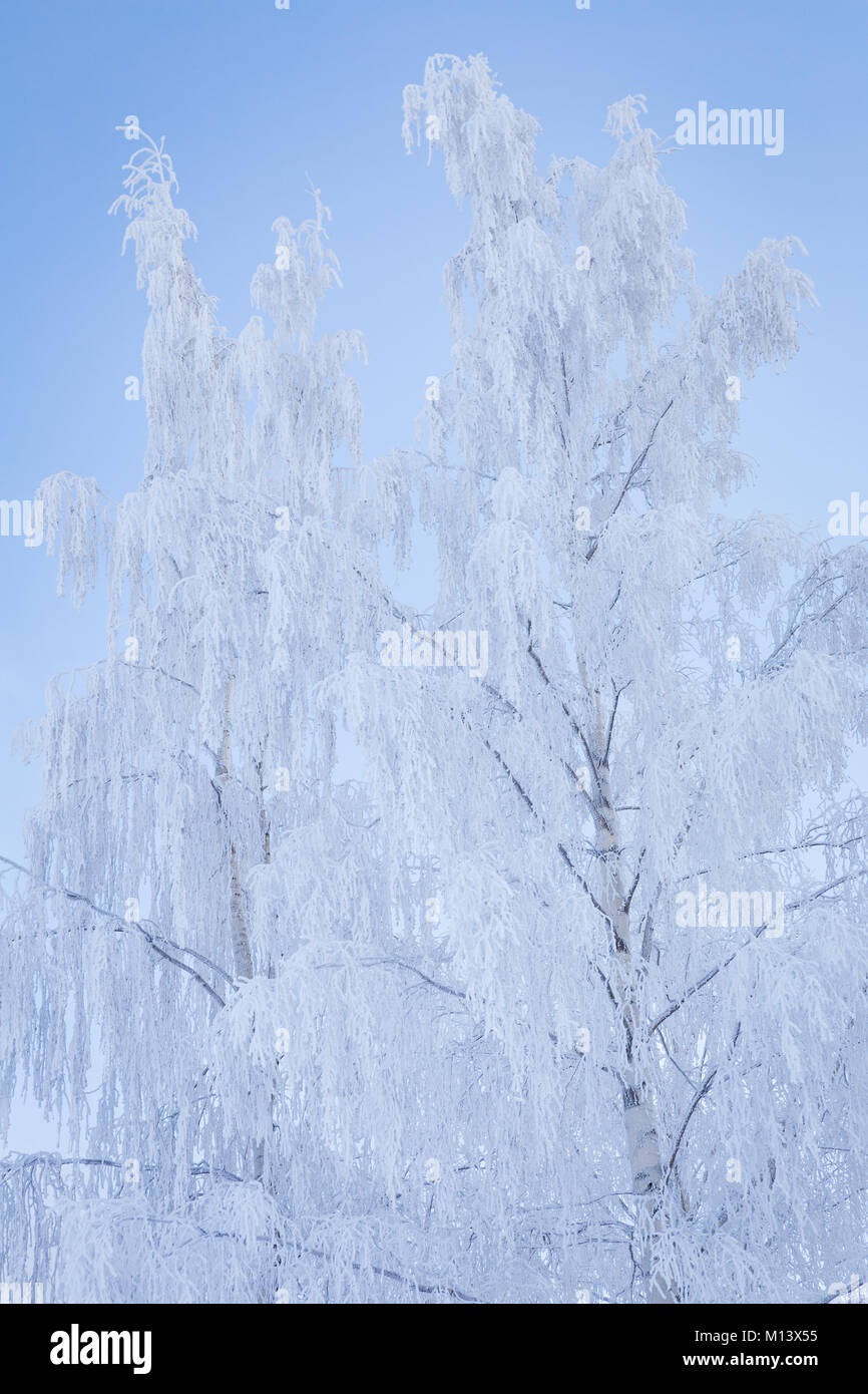 Birch tree top covered in snow Stock Photo