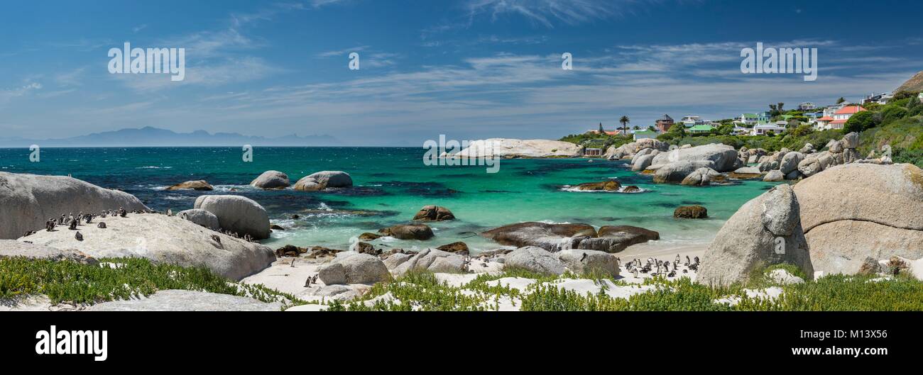 South Africa, Western Cape, Simon's Town, Boulders Beach, African penguin (Spheniscus demersus) Stock Photo