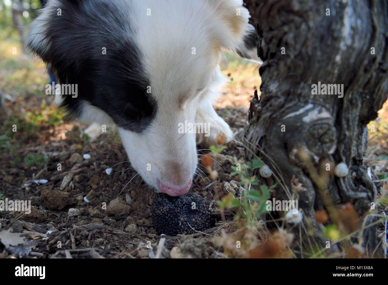France, Var, Provence Verte (Green Provence), Bras, estate of the guest house Le Peyrourier, the truffle seeker dog Fanny detects a truffle Stock Photo