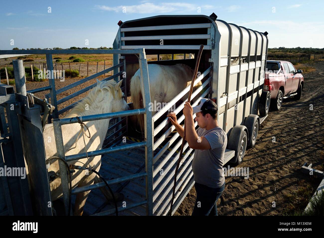 France, Bouches du Rhone, Parc naturel regional de Camargue (Regional Natural Park of Camargue), around Malagroy pond, manade Jacques Mailhan, boarding of Camargue horses in a van Stock Photo