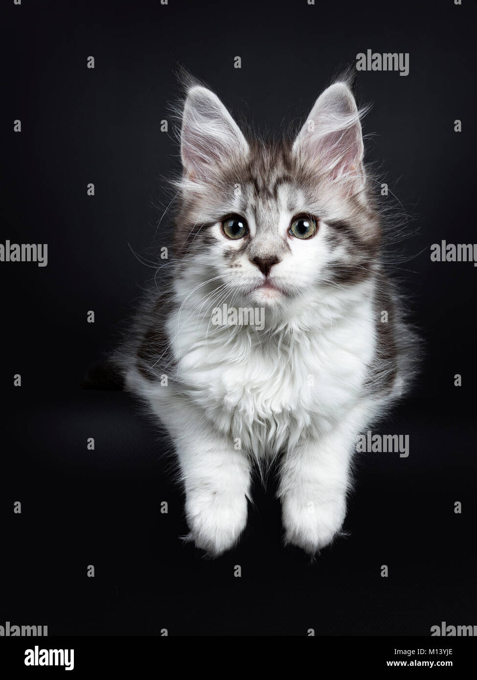 Black silver classic tabby white Maine Coon kitten / young cat laying on  black background with paws hanging over edge Stock Photo - Alamy