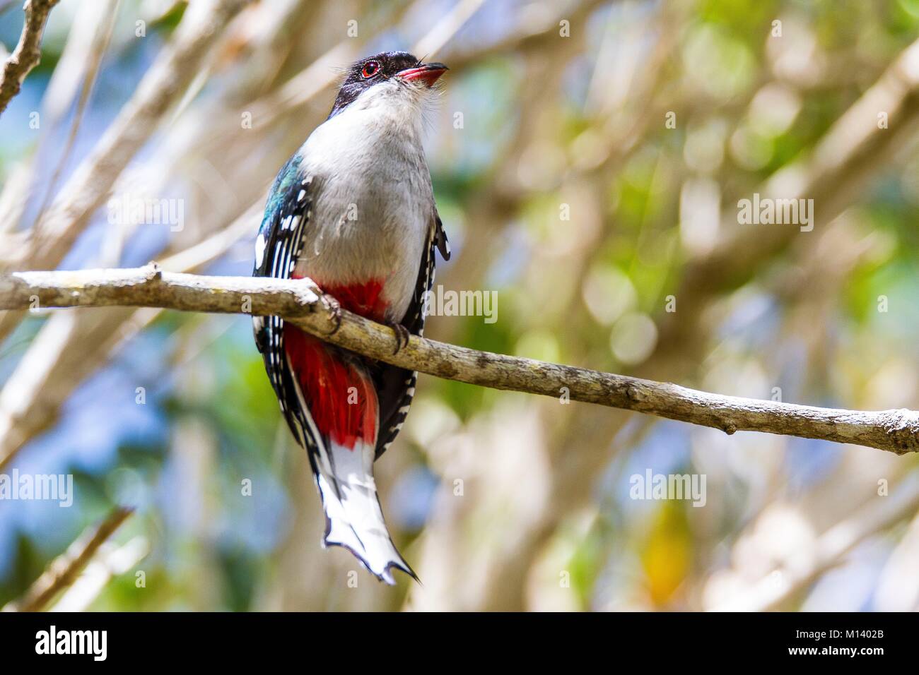 Cuba, province of Sancti Spiritus, the National Park of Caguanes, Trogon of Cuba or Tocororo (Priotelus temnurus), endemic in Cuba, it is the national bird for its colors reminding those of the Cuban flag Stock Photo