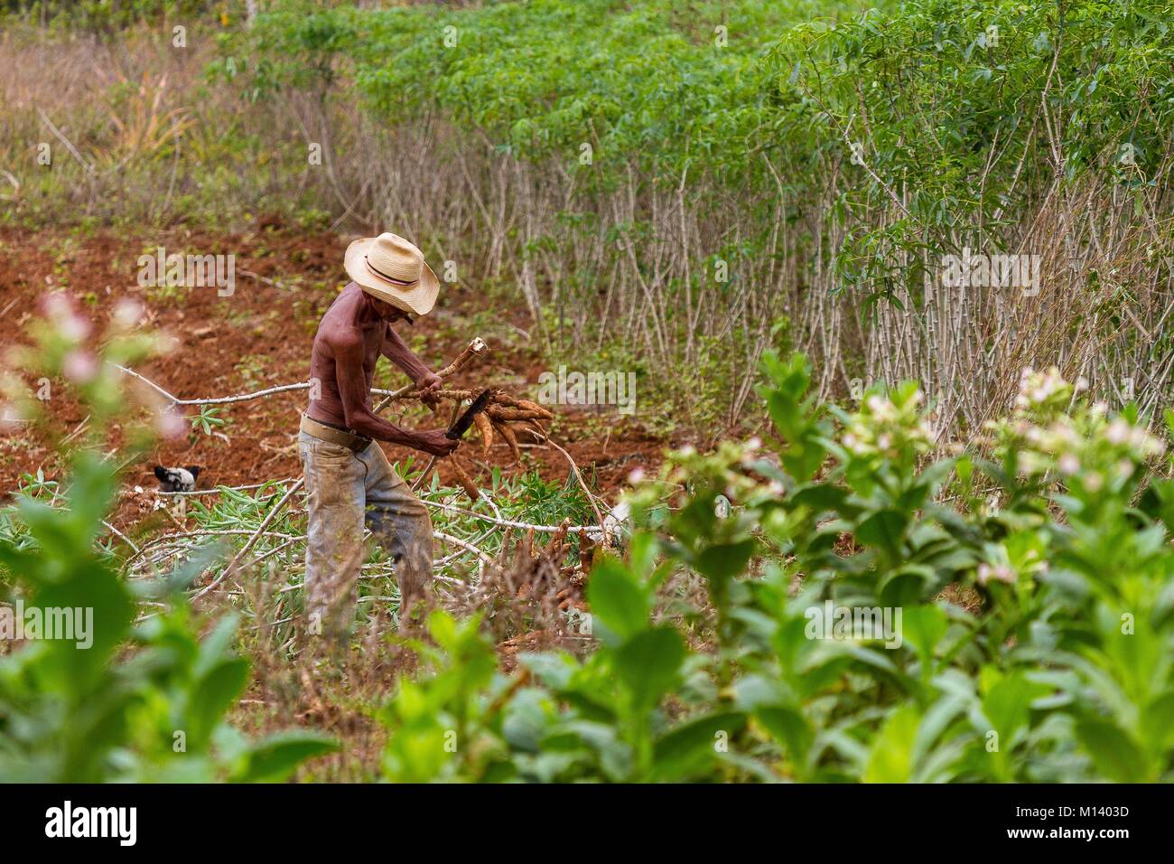 Cuba, Pinar del Rio province, Vinales, Vinales National Park, Vinales Valley UNESCO World Heritage, man working in the fields Stock Photo