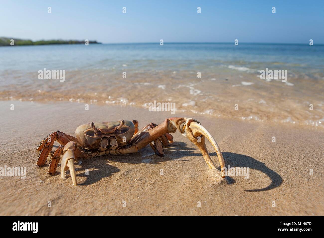 Cuba, Provincia de Cienfuegos, Cienfuegos Rancho Luna Beach, crab Stock Photo