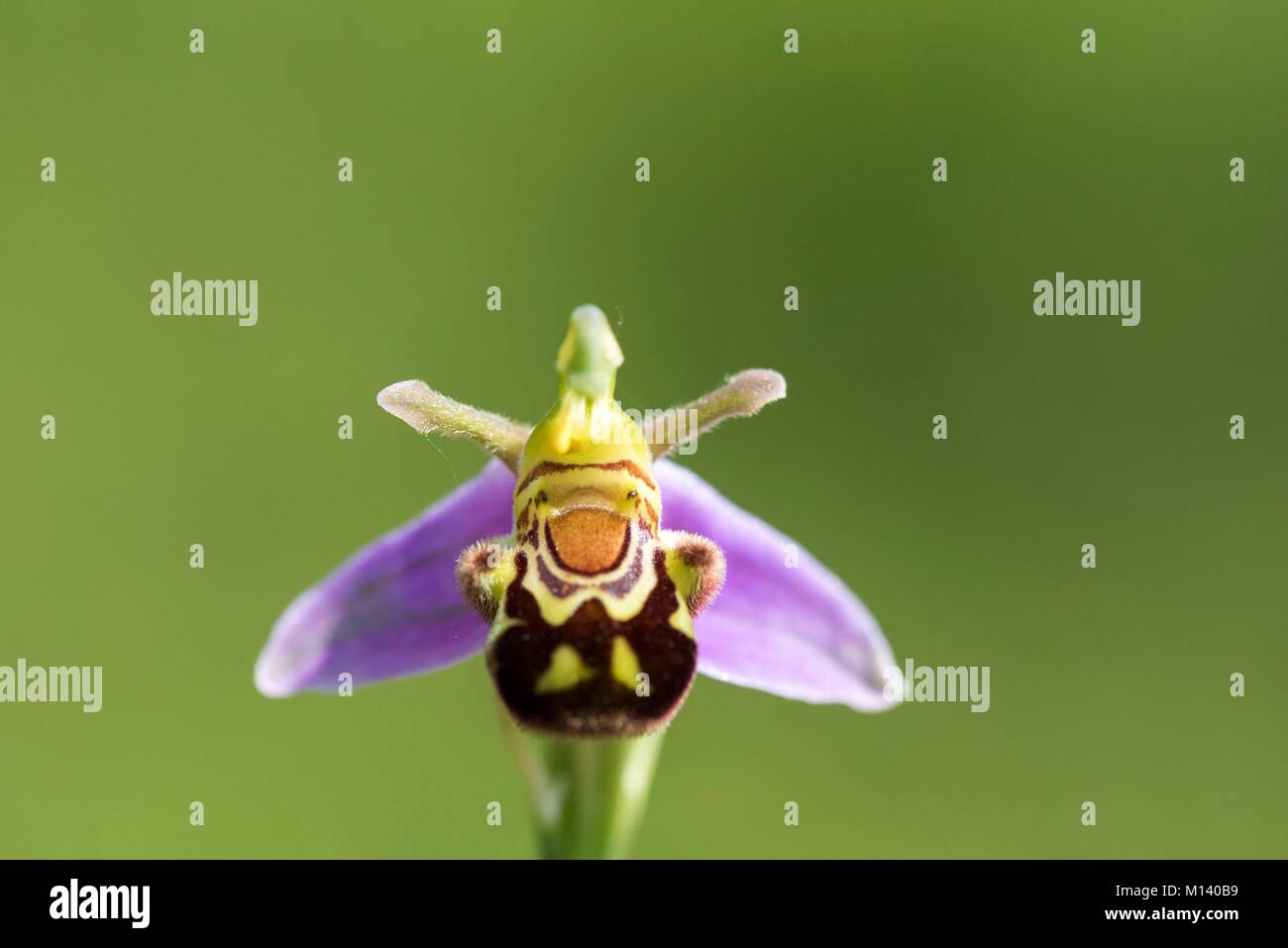 France, Indre, Saint Michel en Brenne, Brenne Regional Nature Park, Cherine Nature Reserve, bee orchid (ophrys apifera) Stock Photo
