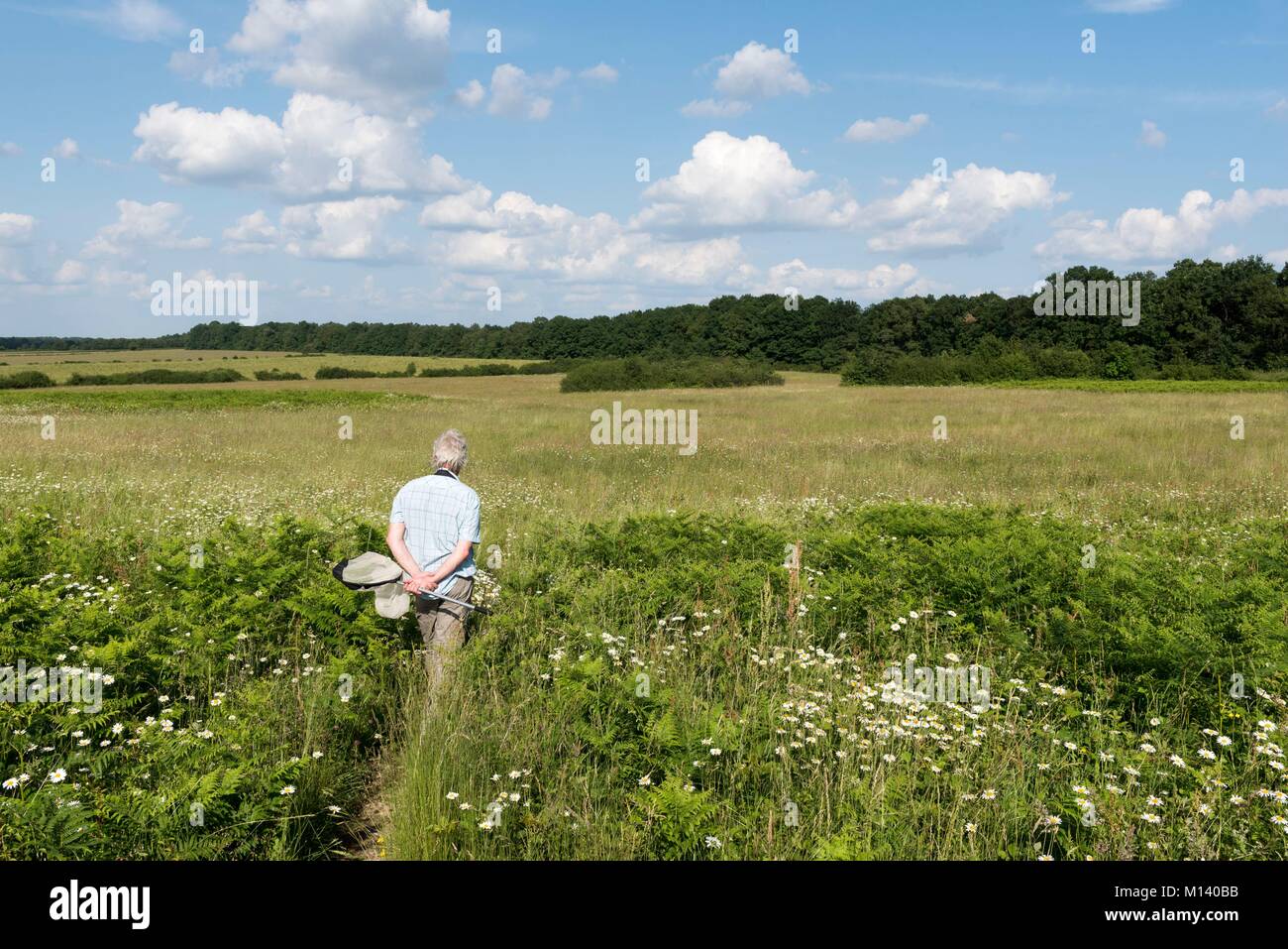 France, Indre, Rosnay, Brenne Regional Natural Park, hunting butterflies in the fields Stock Photo