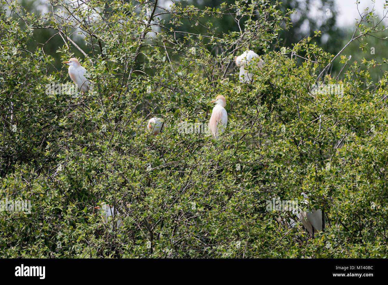 France, Indre, Saint Michel en Brenne, Brenne Regional Natural Park, Cherine Nature Reserve, cattle egret (Bubulcus ibis) perched Stock Photo