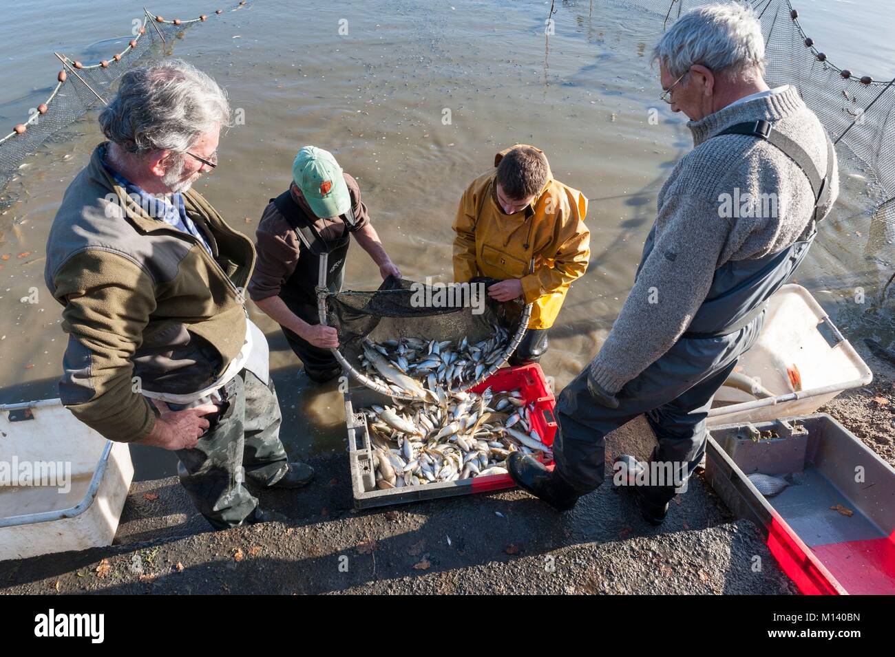 France, Indre, Saint Michel en Brenne, Brenne Regional Natural Park, dredging and fishing at the Gorgeat pond at a place called Village de Loup, Gerard Noury fish farmer Stock Photo