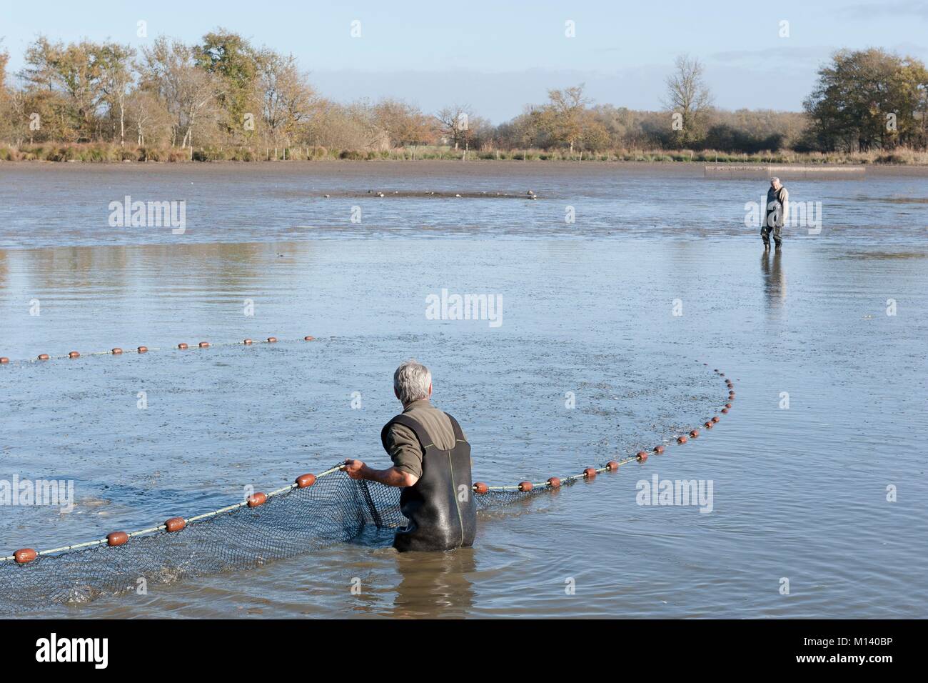 France, Indre, Saint Michel en Brenne, Brenne Regional Natural Park, dredging and fishing at the Gorgeat pond at a place called Village de Loup, Gerard Noury fish farmer Stock Photo