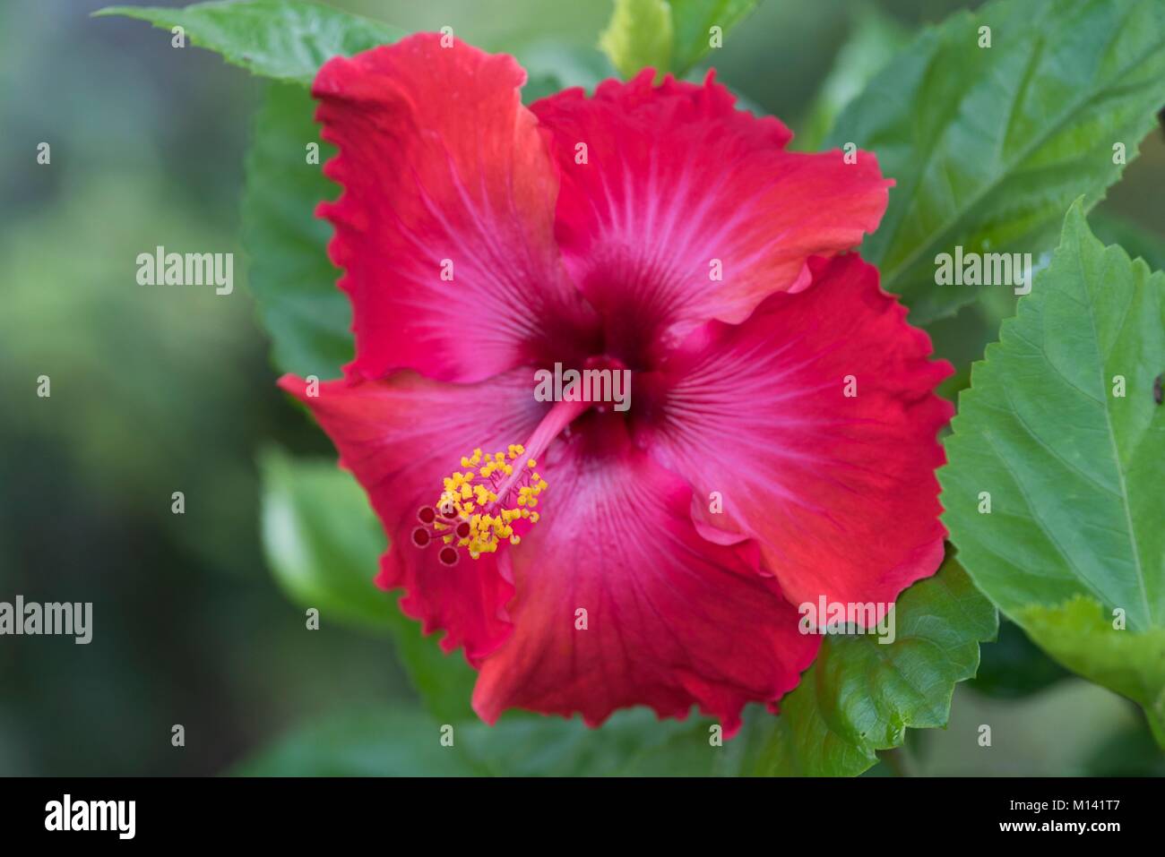 France, French Polynesia, Marquesas Archipelago, Hiva Oa Island, Atuona, hibiscus flower (Hibiscus syriacus) Stock Photo