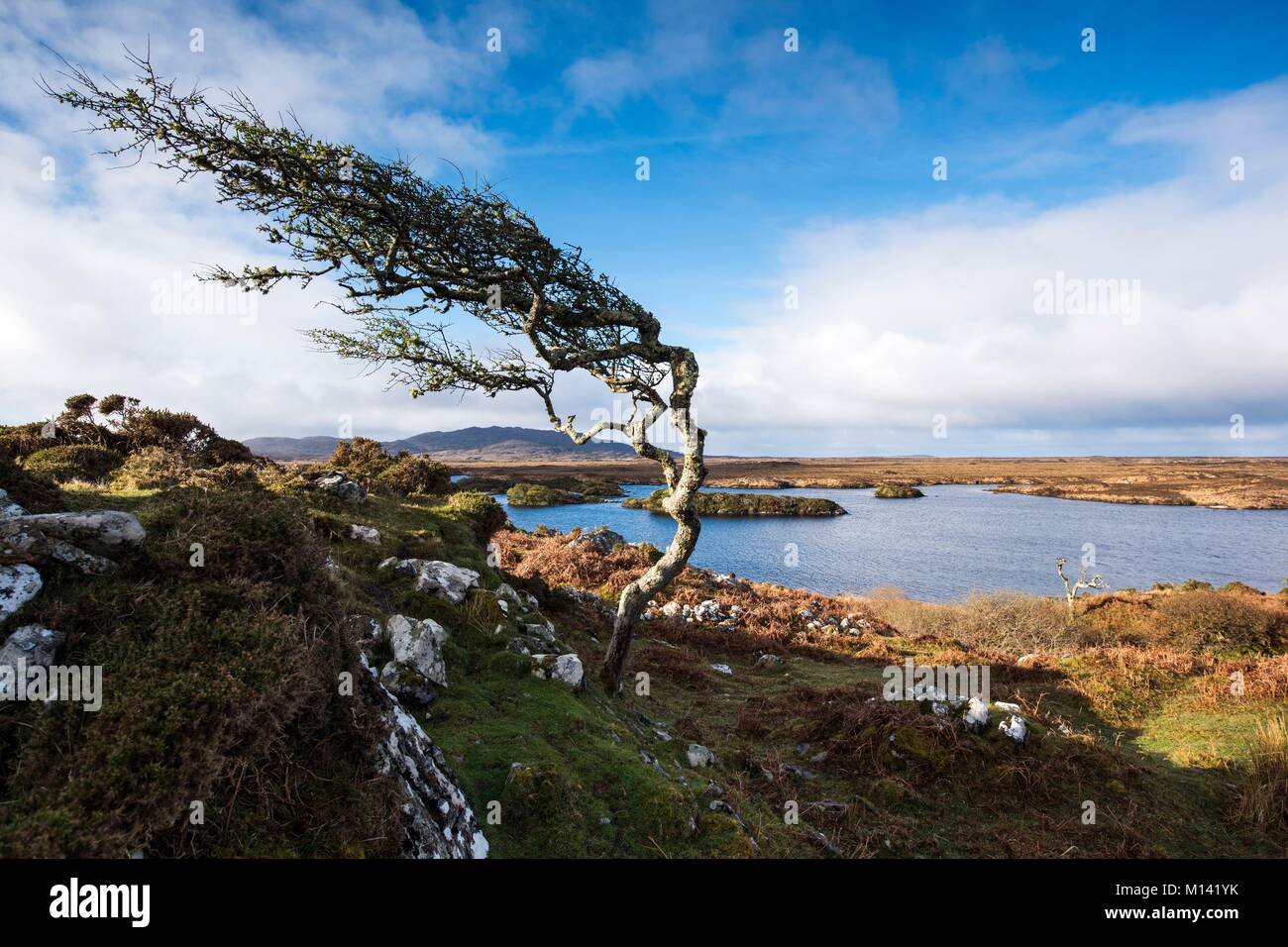 Ireland, County Galway, Connemara, tree, lake and bog, Errisbeg mountain in the background Stock Photo