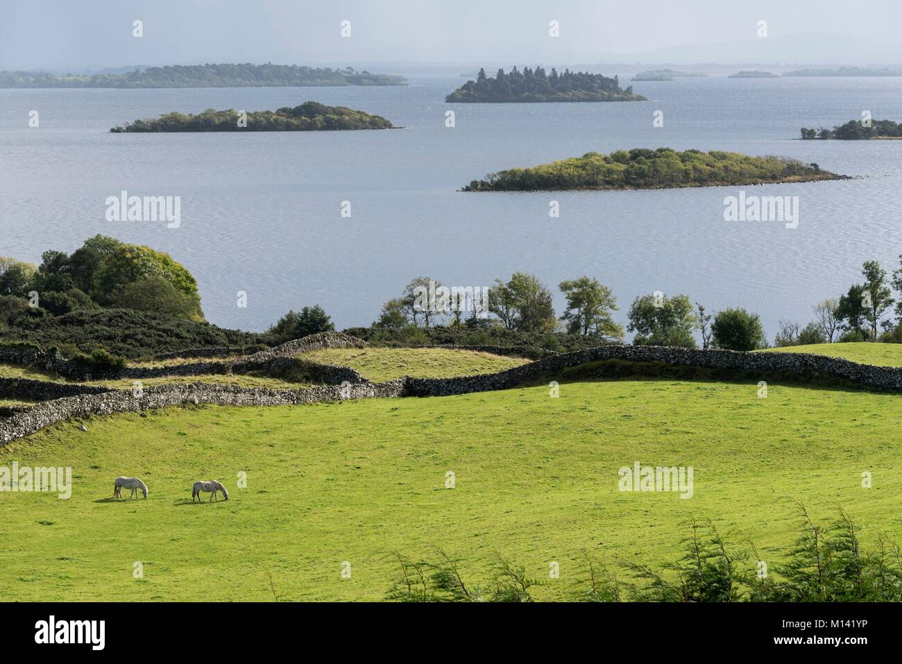 Ireland, County Galway, Connemara National Park, Corrib Lake, pastures delineated by dry stone walls, two horses Stock Photo