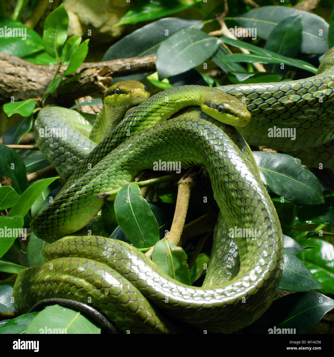 Two green snakes: red-tailed green ratsnake (Gonyosoma oxycephalum, also known as arboreal ratsnake and red-tailed racer). Stock Photo