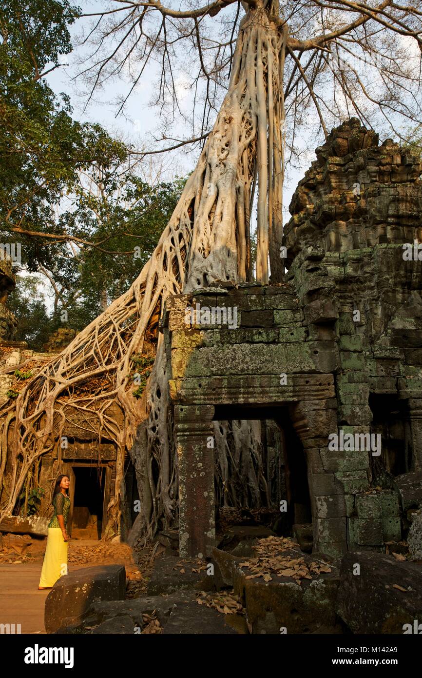 Cambodia, Angkor, listed as World Heritage by UNESCO, young woman in front of a ficus strangler having taken possession of the Ta Prohm ruins, one of the temples of the old khmer town of Angkor Thom Stock Photo