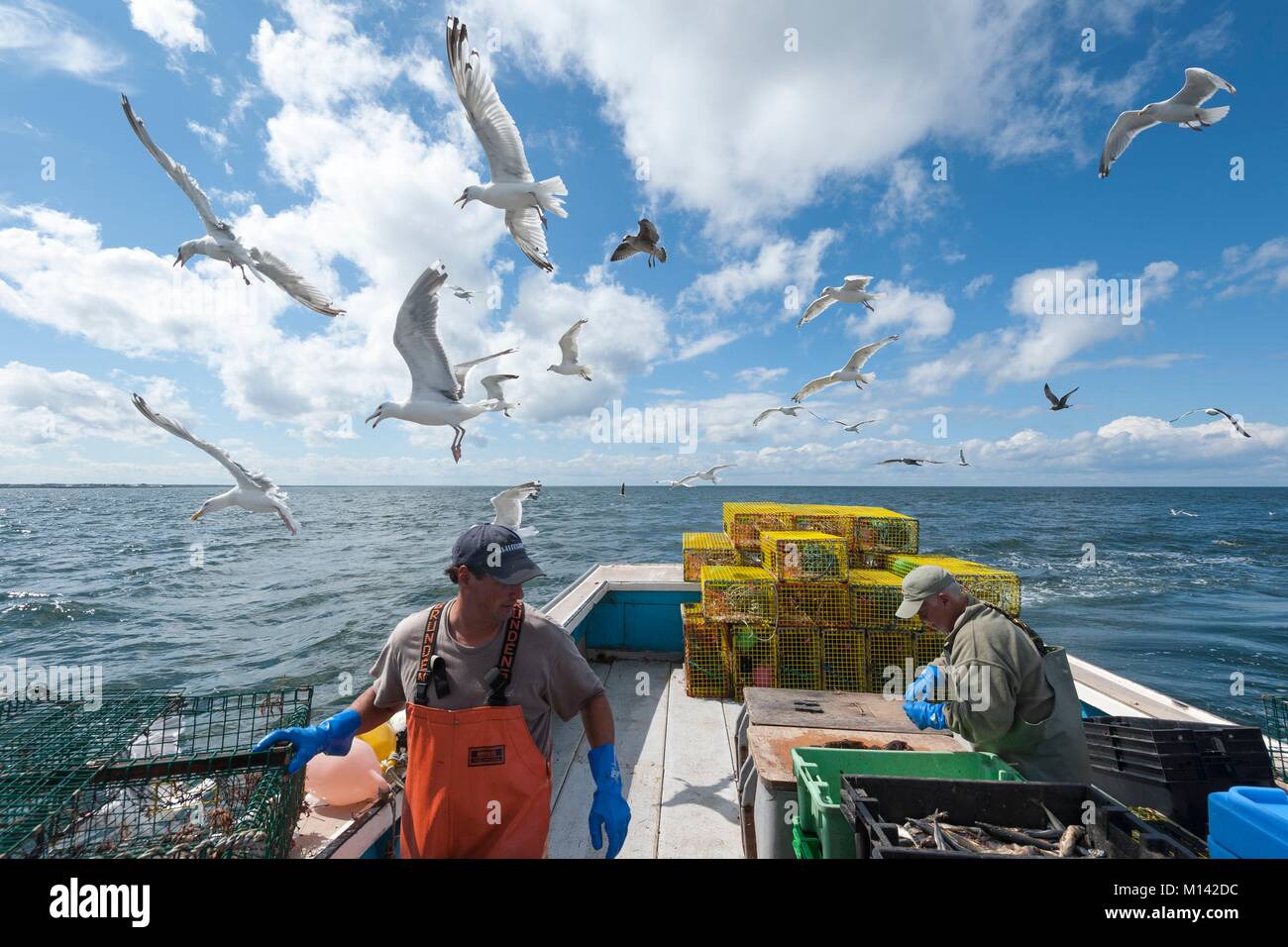 Canada, New Brunswick, Cap Pele, Lobster Fishing (Homarus Americanus), Herring Gulls (Larus