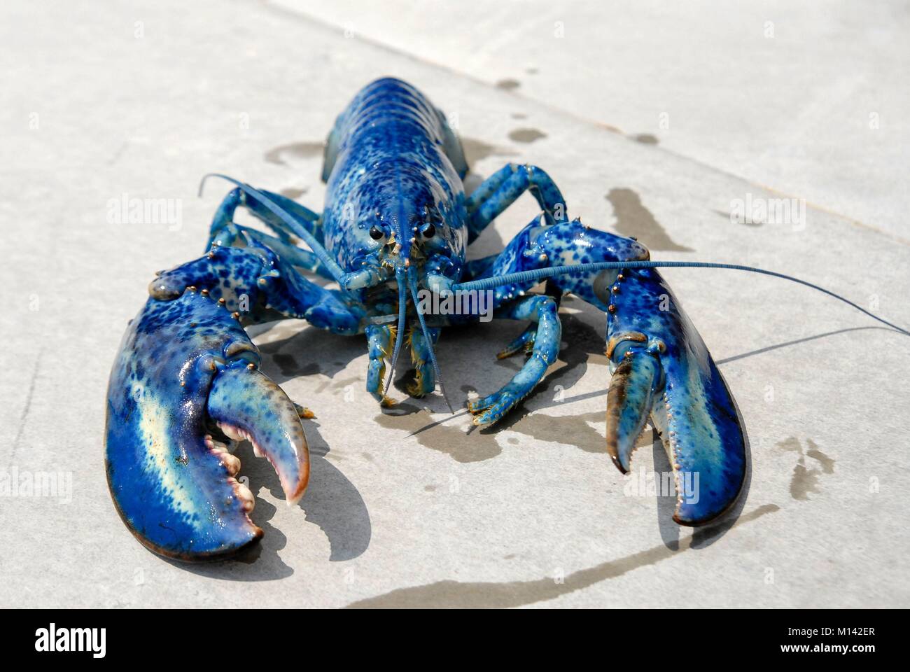 псевдоним омара 7 букв. ходжа насреддин лучшие иллюстрации алексей дмитриев. лобстеры на белом фоне. псевдоним омара 7 букв. псевдоним омара 7 букв.