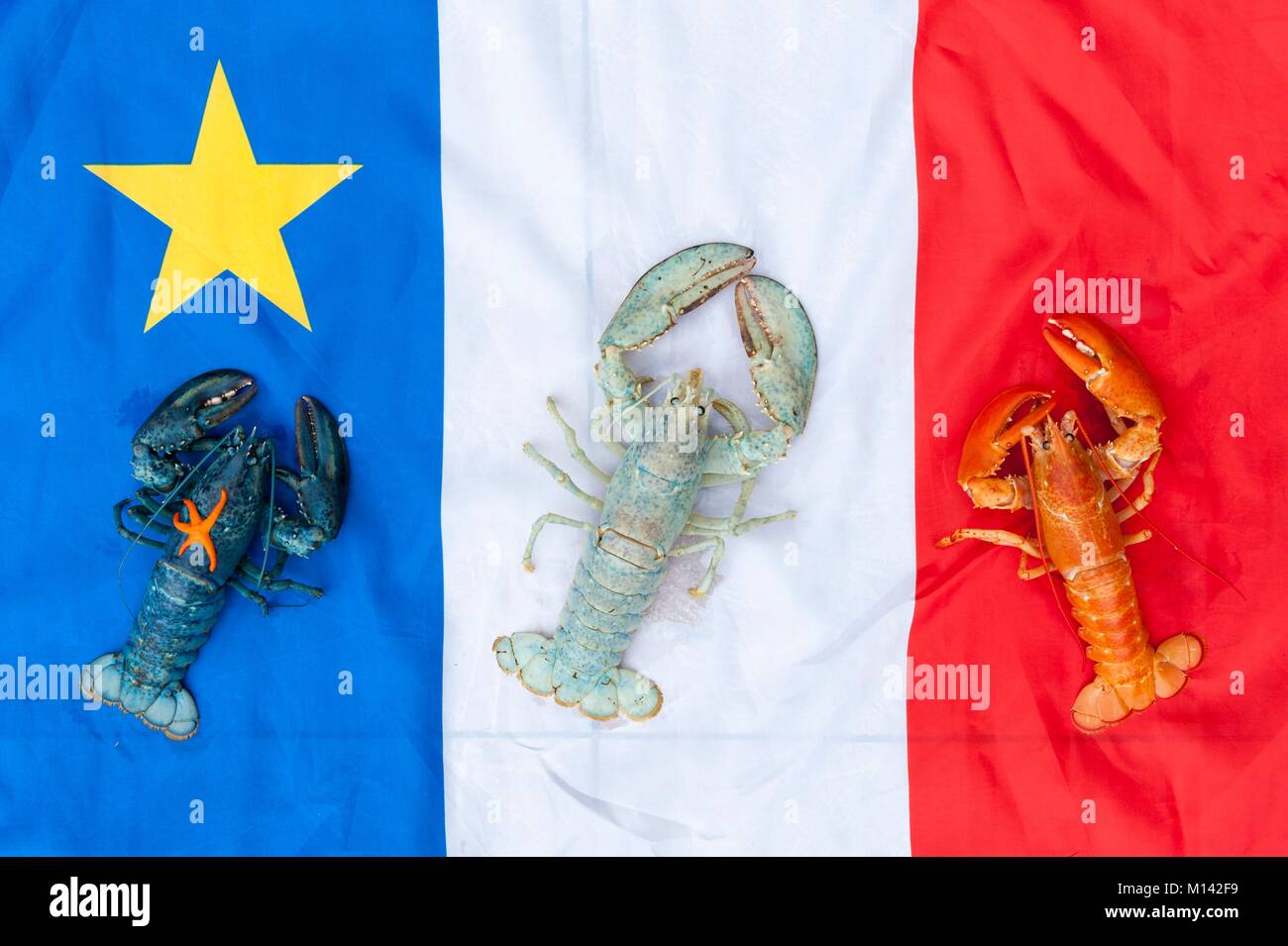 Canada, New Brunswick, Shippagan, New Brunswick Marine Centre, Acadian Flag, lobster (homarus americanus) blue, white and red, starfish Stock Photo