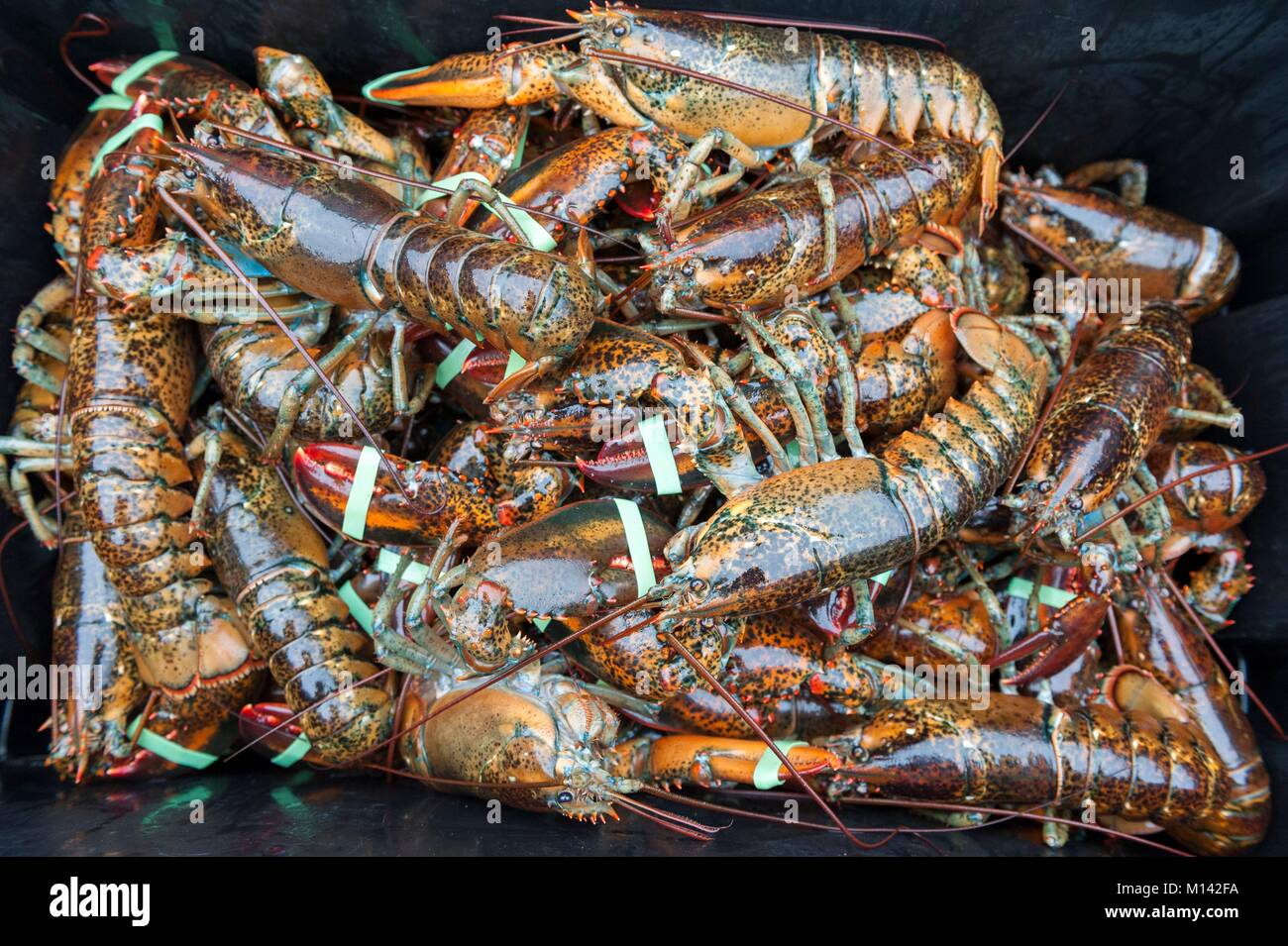 Canada, New Brunswick, Cap Pele, lobster fishing (Homarus Americanus Stock Photo Alamy