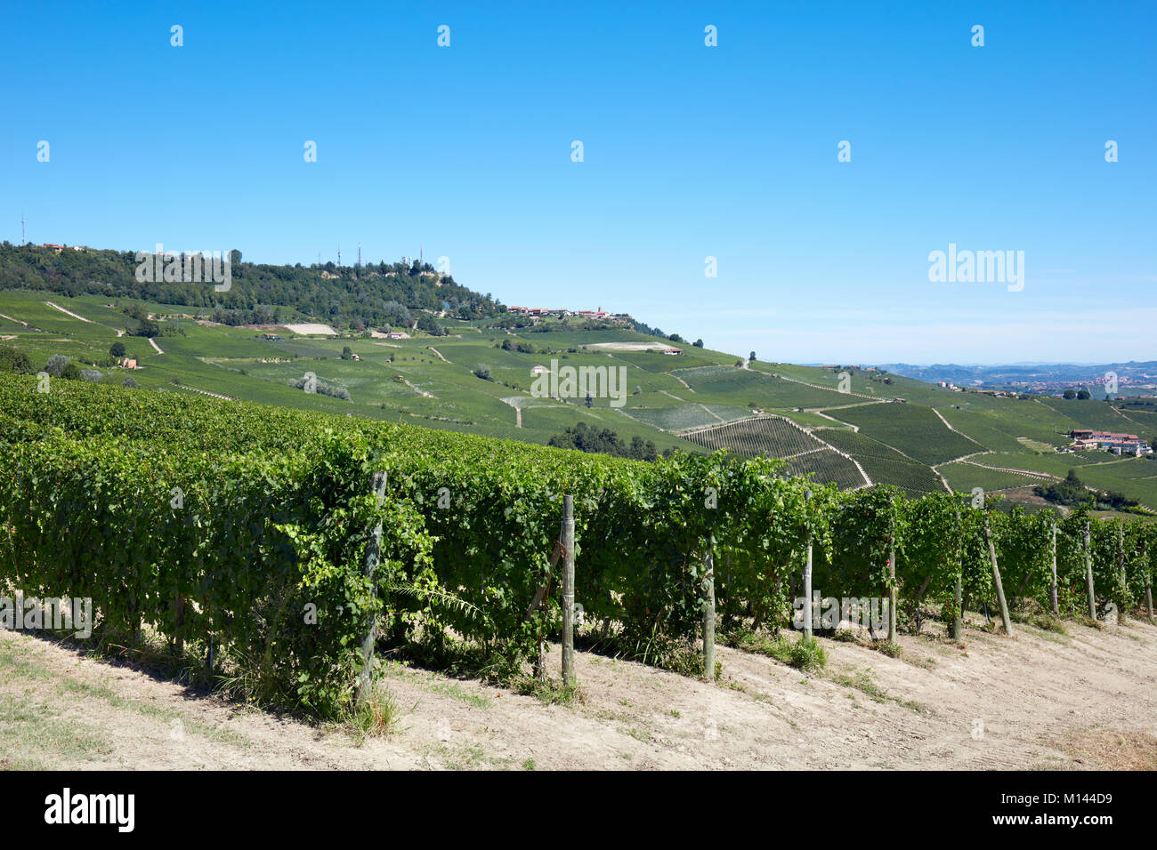 Green vineyards and Langhe hills in Italy, blue sky Stock Photo