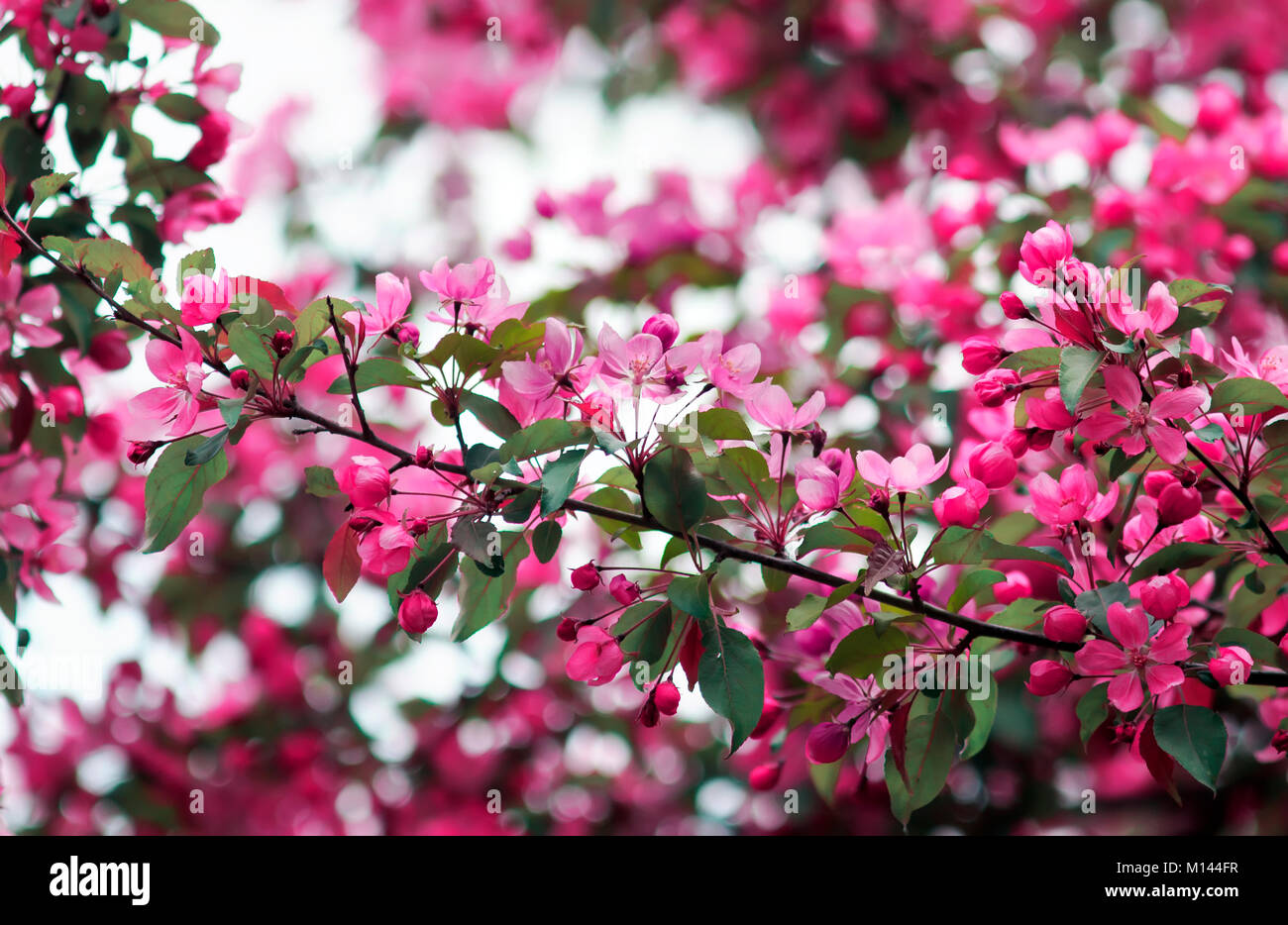 branch Apple tree with pink fragrant flowers in may spring garden Stock ...