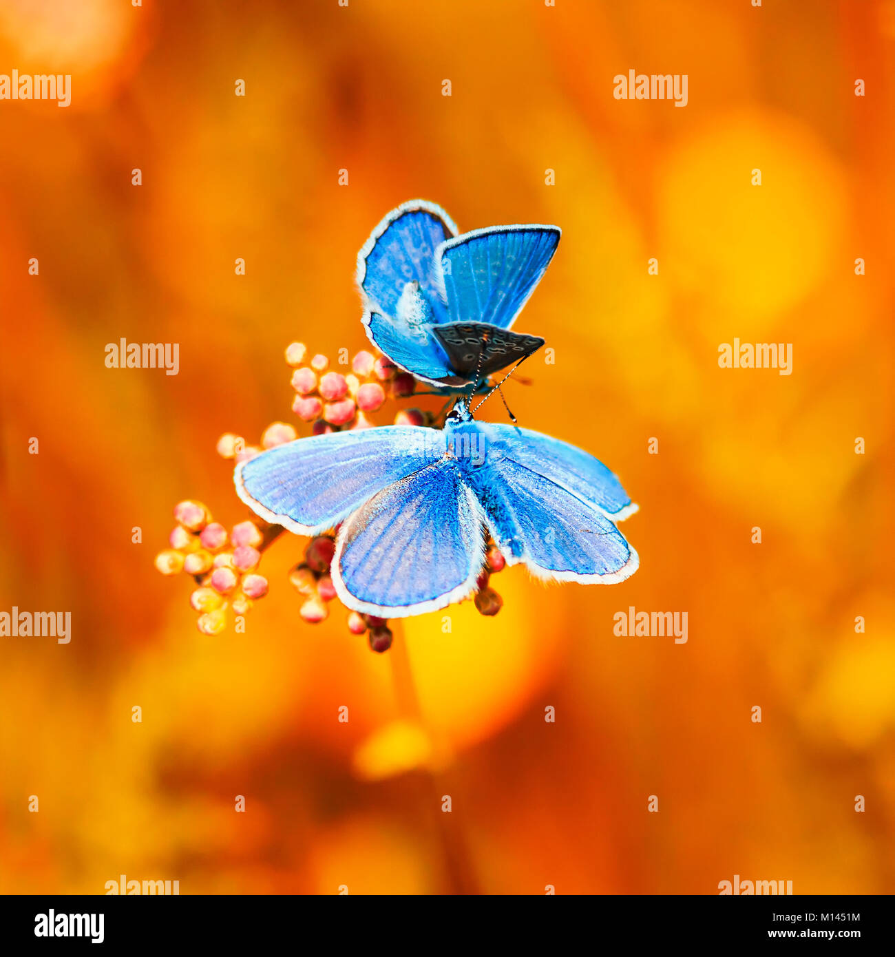 two little blue butterflies sitting on bright Sunny yellow meadow Stock Photo Alamy