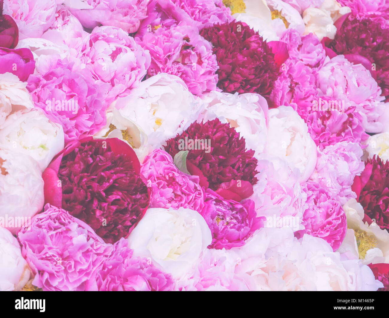 Soft-focused and tender flowery background of white, pink and deep purple peony flowers. Stock Photo
