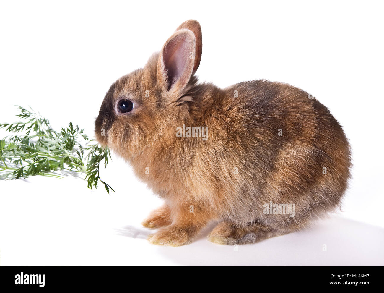 Little brown rabbit eating against a white background Stock Photo