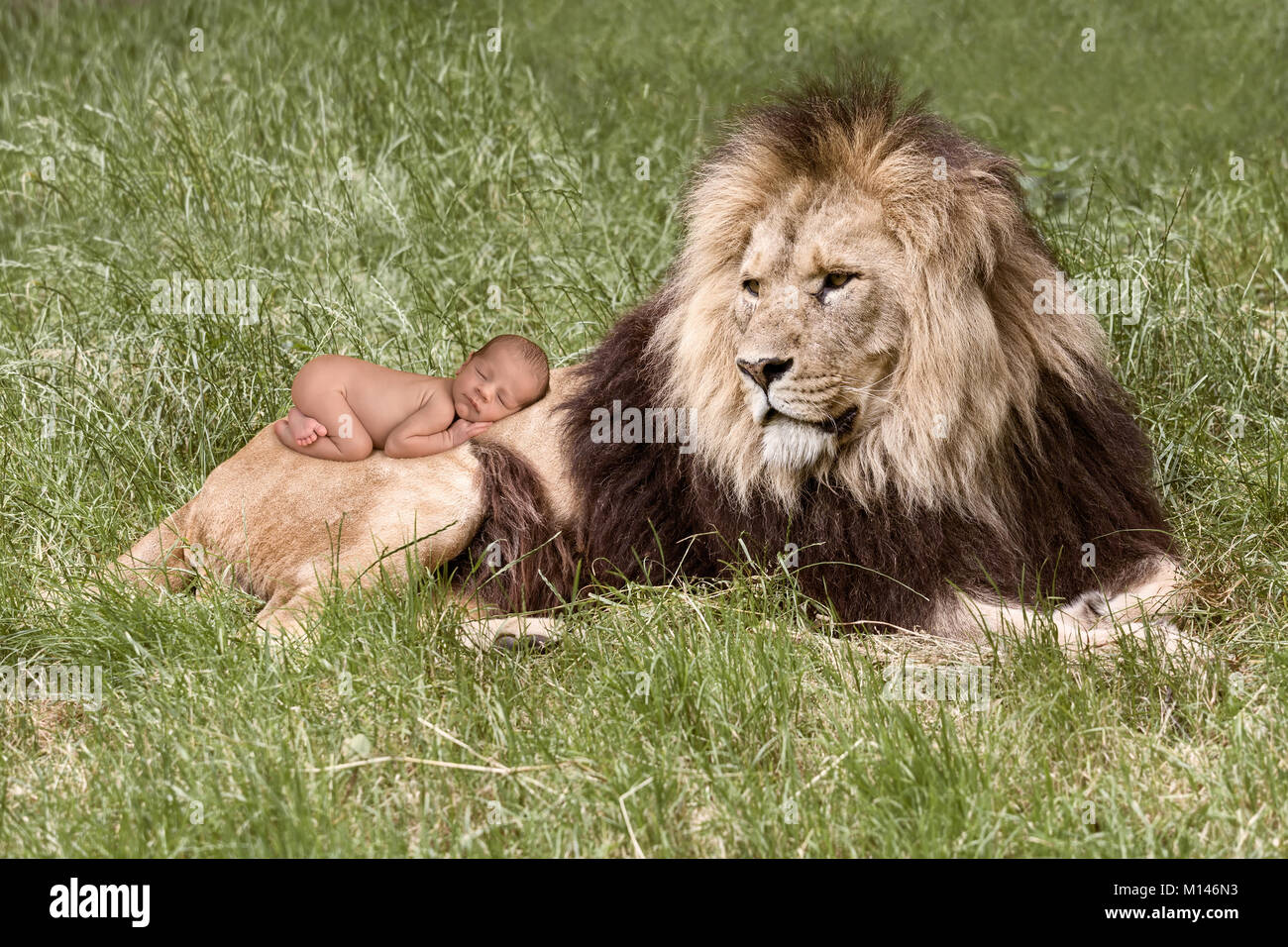 Lion baby hi-res stock photography and images - Alamy