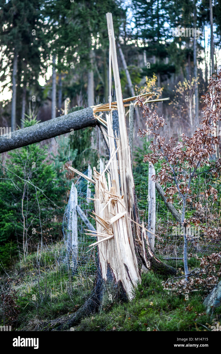 Broken tree after a storm in the forest, autumn season Stock Photo - Alamy