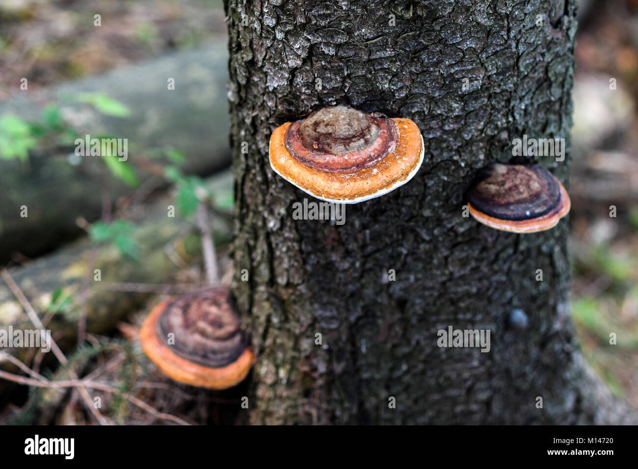Pinicola growing on a tree in the forest, autumn season. Stock Photo