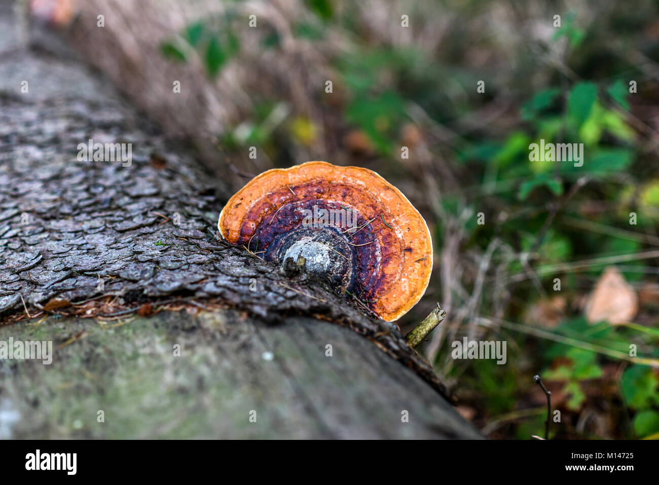 Pinicola growing on a tree in the forest, autumn season. Stock Photo