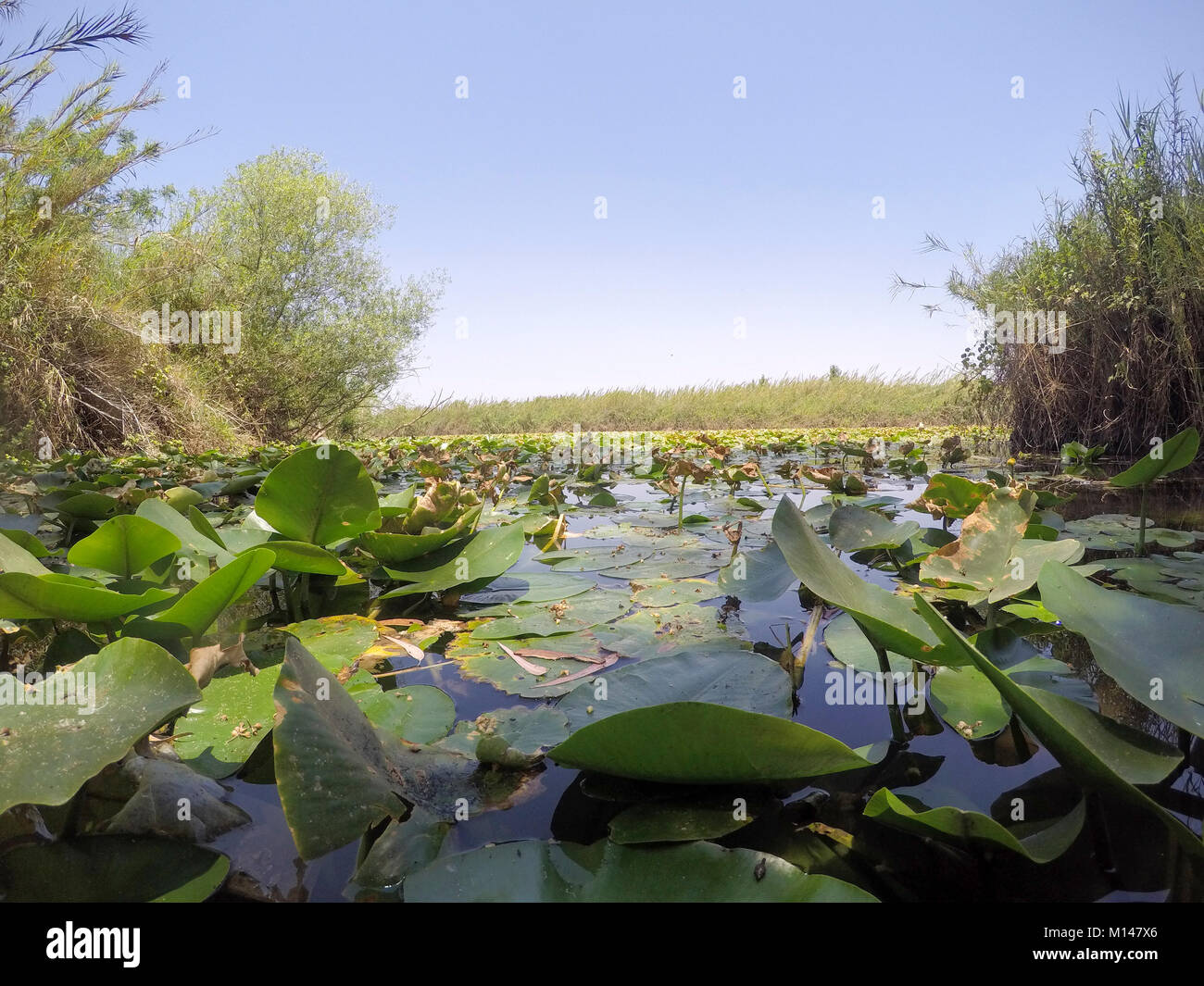 Spatterdock flowers (Nuphar lutea). This aquatic plant is also known as the yellow water-lily, cow lily, and yellow pond-lily. Photographed in a natur Stock Photo