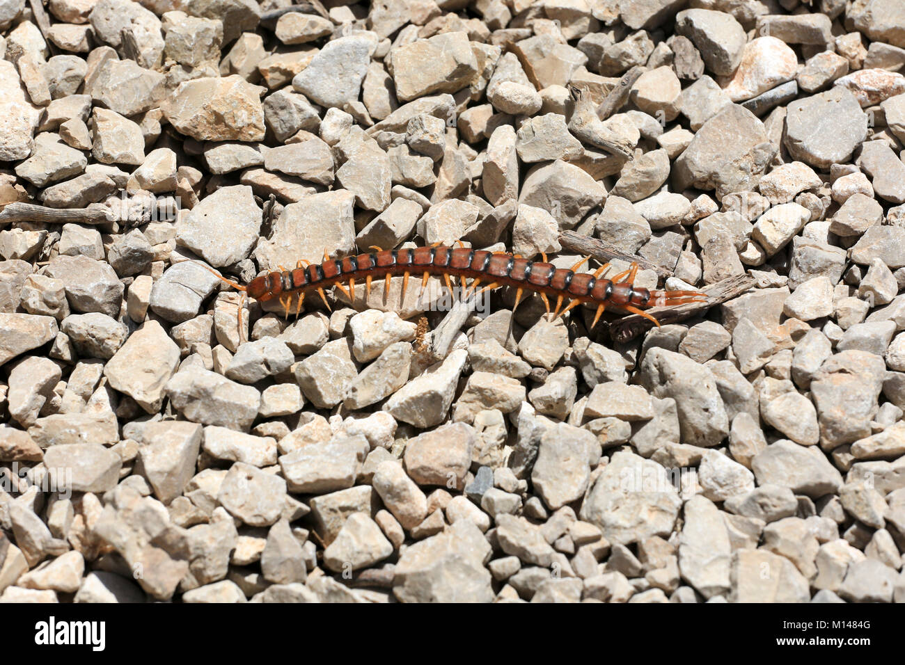 Centipede (Scolopendra sp.) on rocks Stock Photo