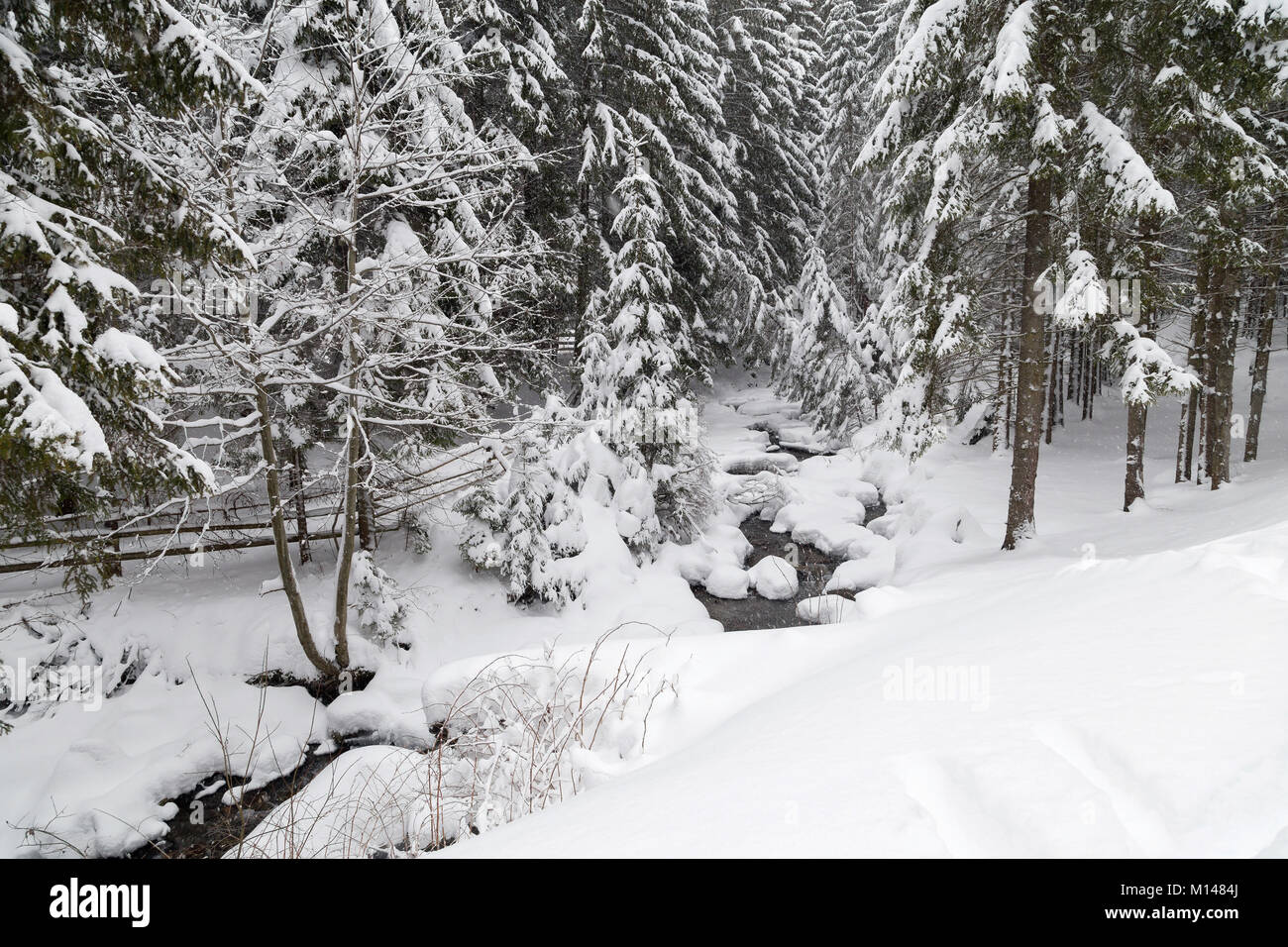 Winter landscape of the frosty forest Stock Photo - Alamy