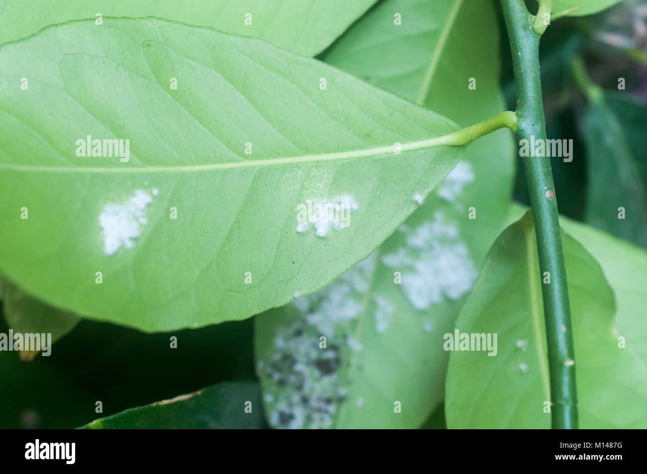 Mealy bugs on a leaf. Cluster of mealy bugs (Pseudococcidae) on the underside of a lemon tree leaf. Photographed in Israel Stock Photo