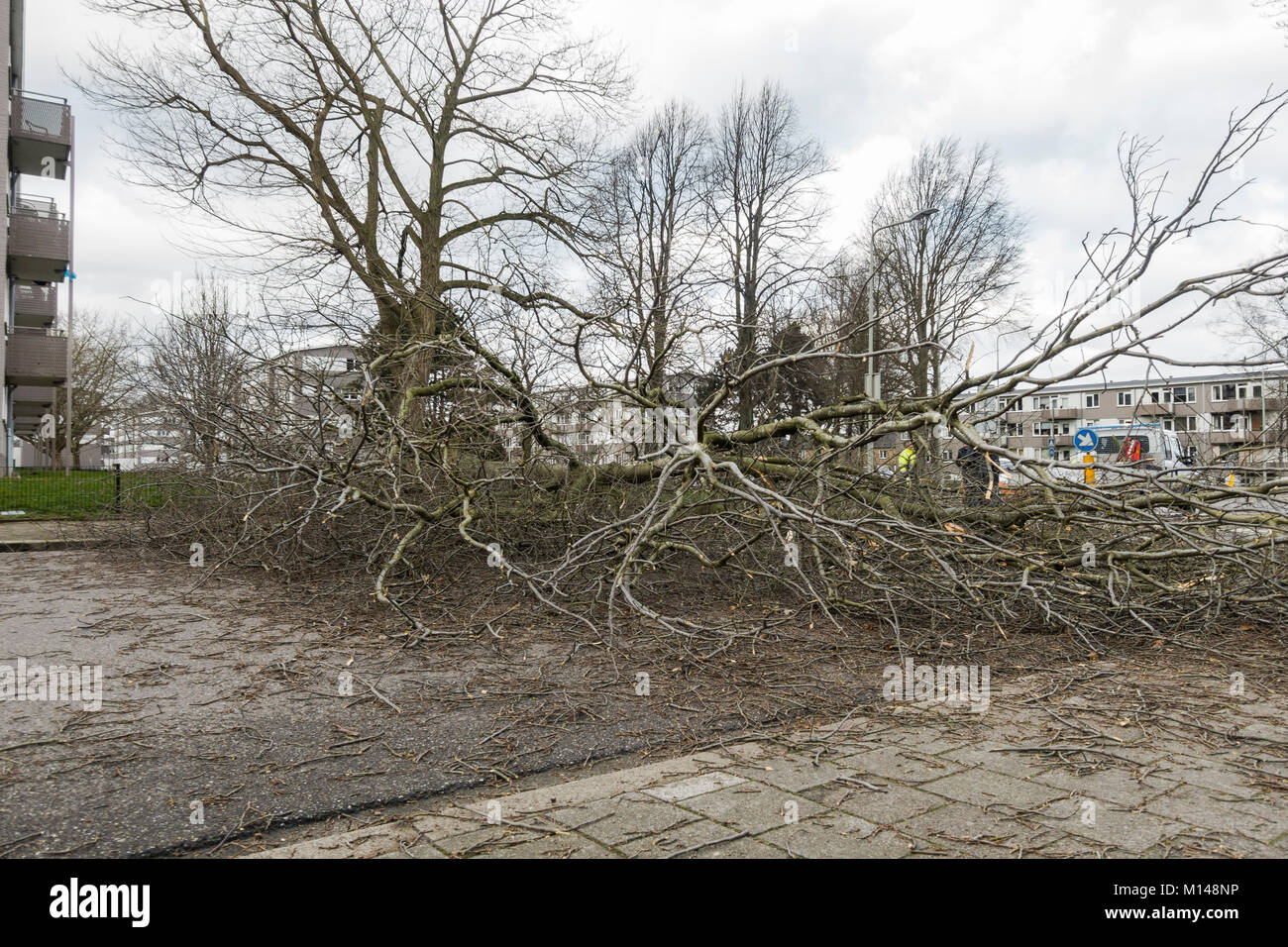 After heavy storm fallen tree blocking road, Sittard, Limburg, Netherlands. Stock Photo