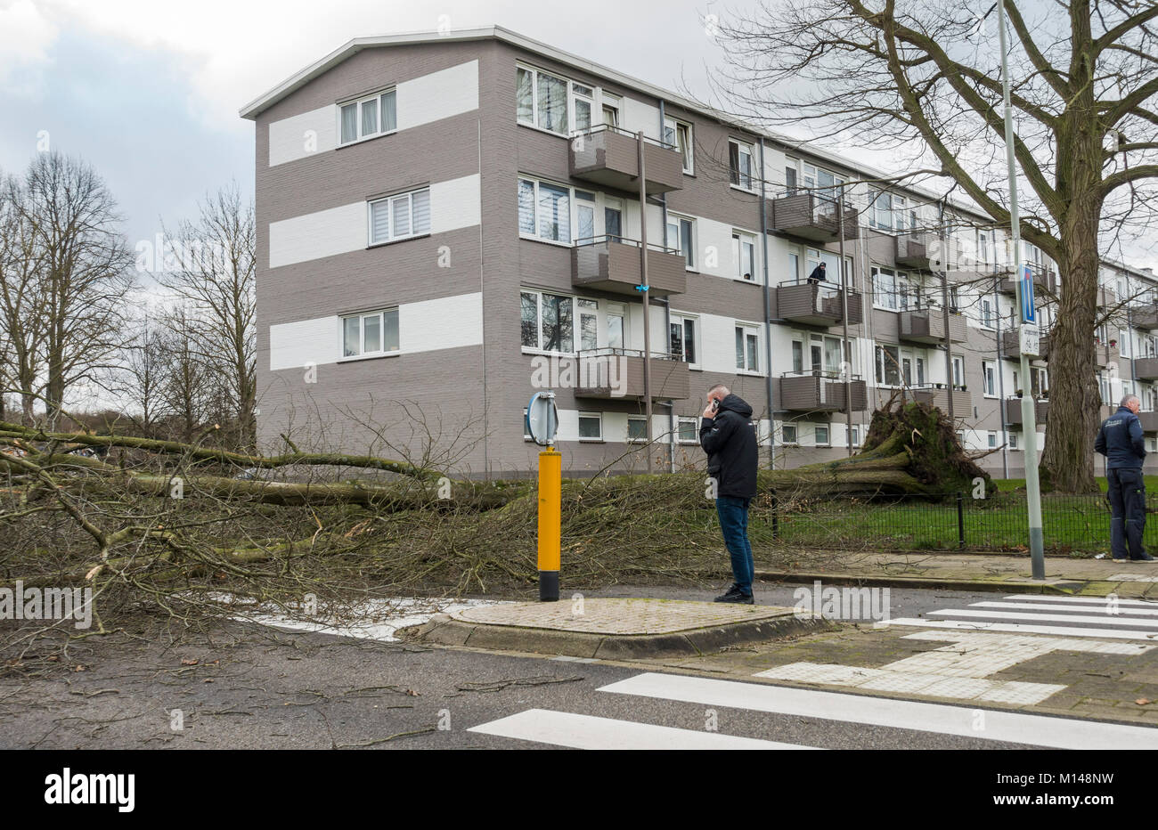After heavy storm fallen tree blocking road, Sittard, Limburg, Netherlands. Stock Photo